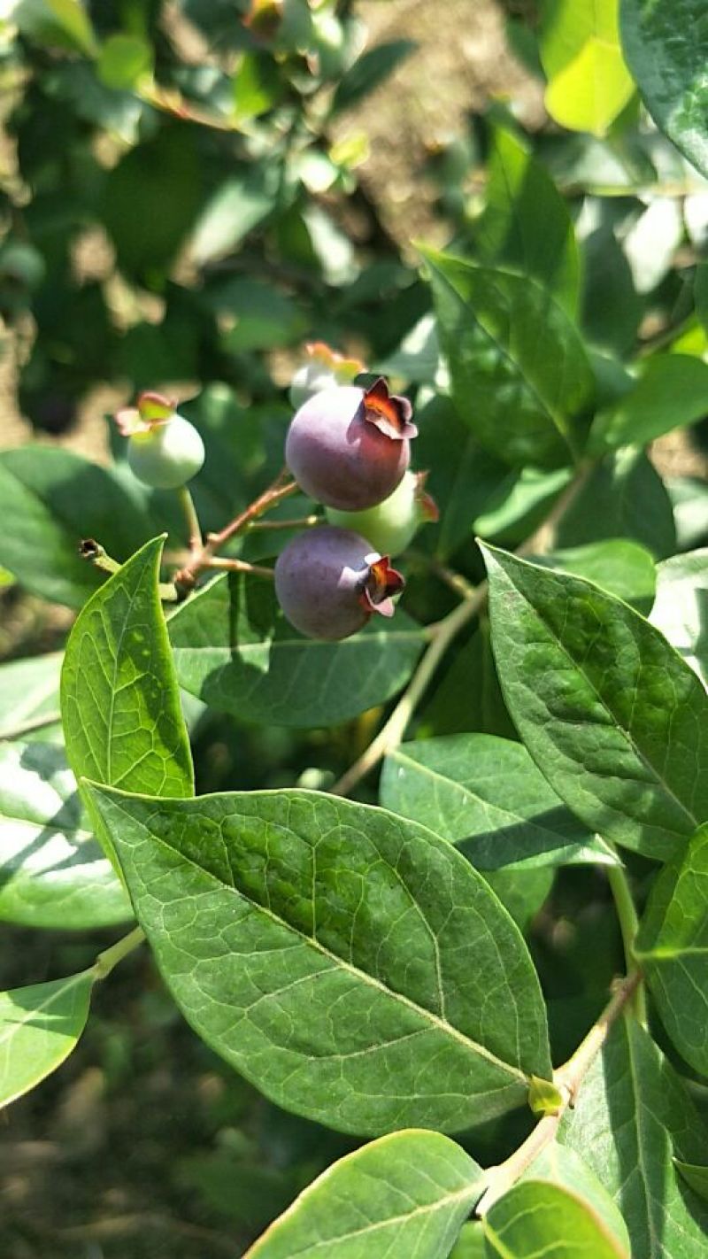 南高丛蓝莓鲜果10~12mm以上