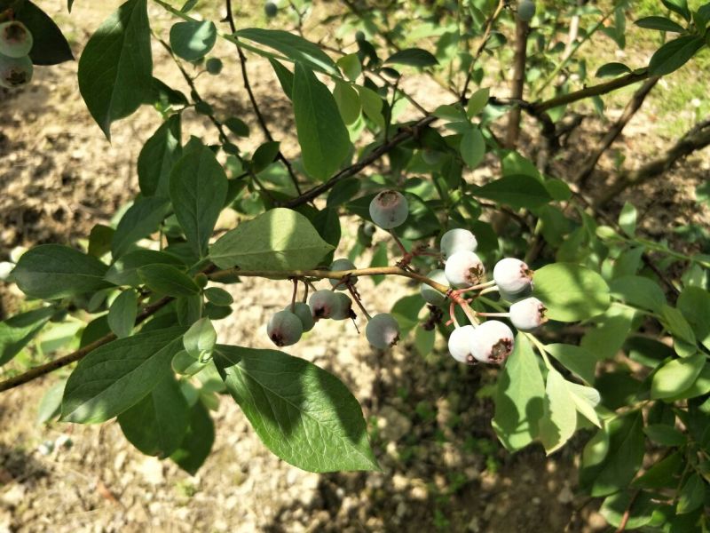 南高丛蓝莓鲜果10~12mm以上