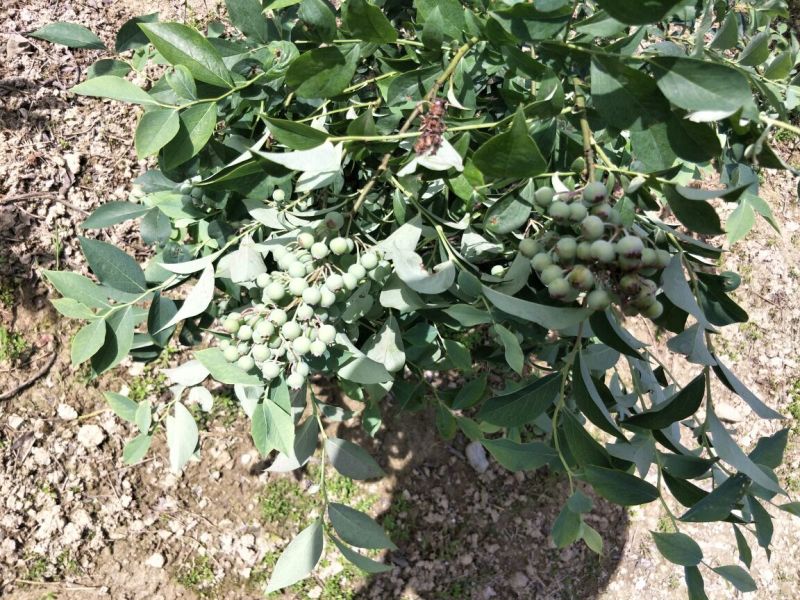 南高丛蓝莓鲜果10~12mm以上