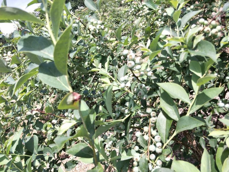 南高丛蓝莓鲜果10~12mm以上