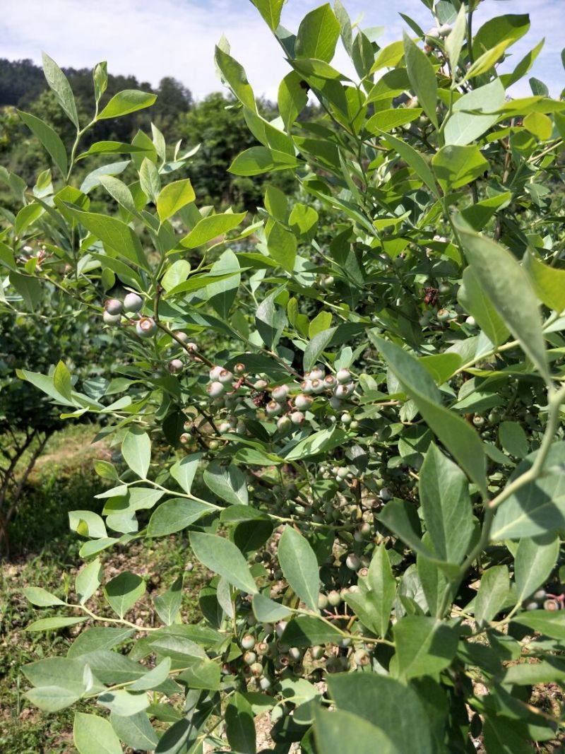 南高丛蓝莓鲜果10~12mm以上
