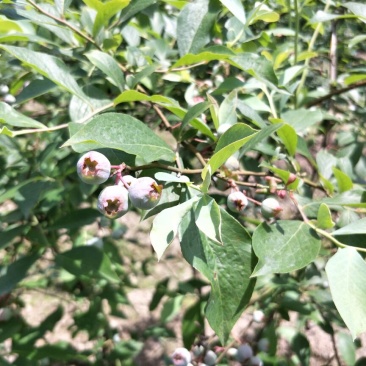 南高丛蓝莓鲜果10~12mm以上