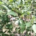 南高丛蓝莓鲜果10~12mm以上