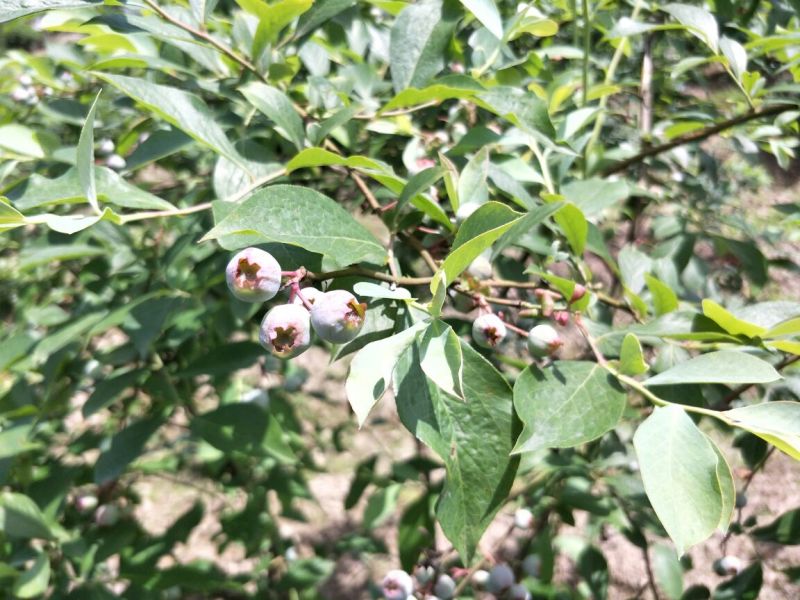 南高丛蓝莓鲜果10~12mm以上