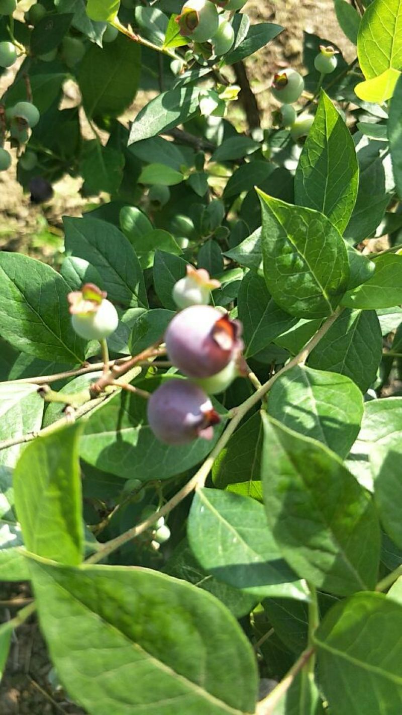 南高丛蓝莓鲜果10~12mm以上