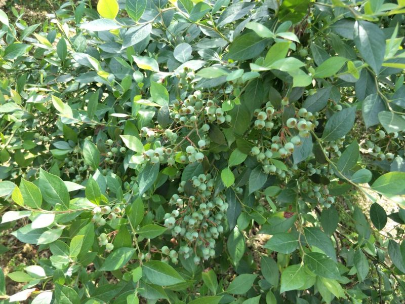 南高丛蓝莓鲜果10~12mm以上