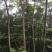 栾树