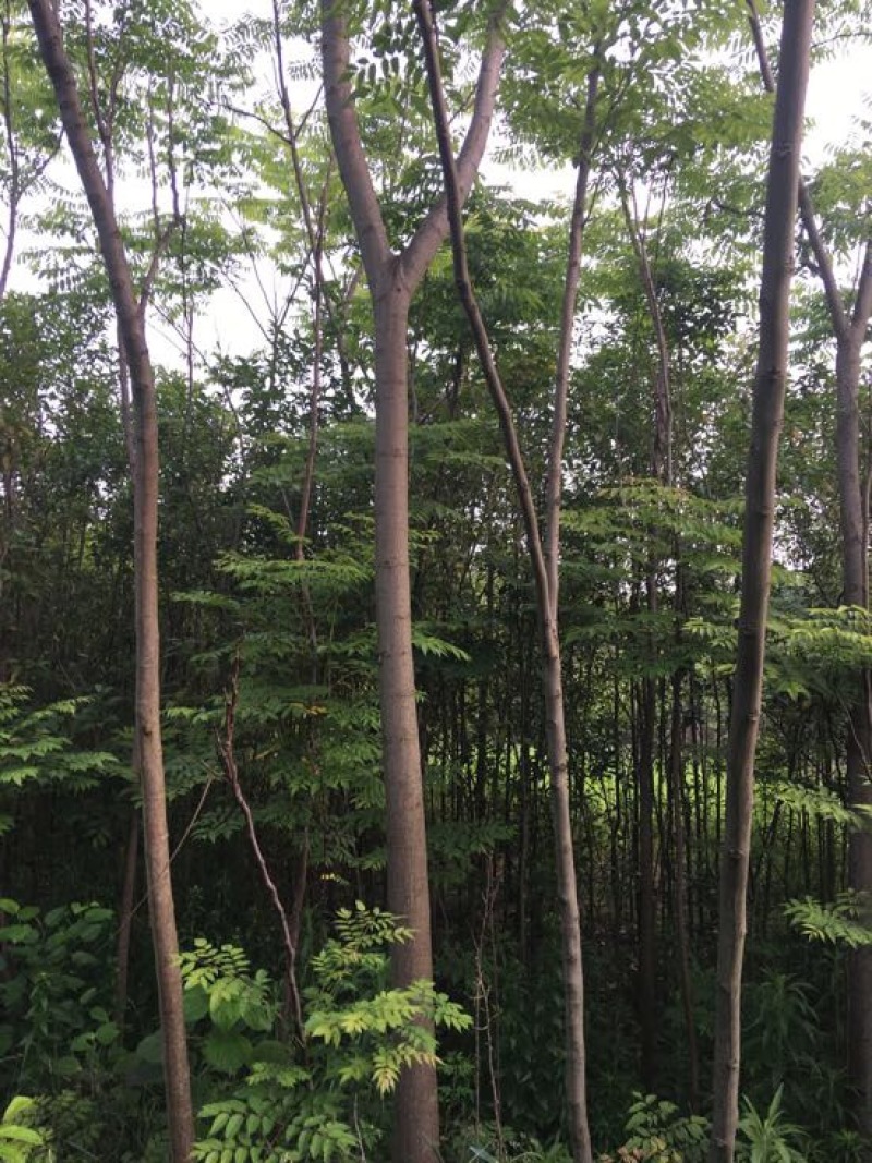 栾树