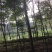 栾树