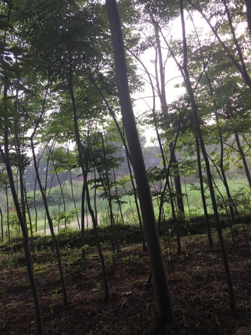 栾树