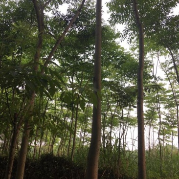 栾树