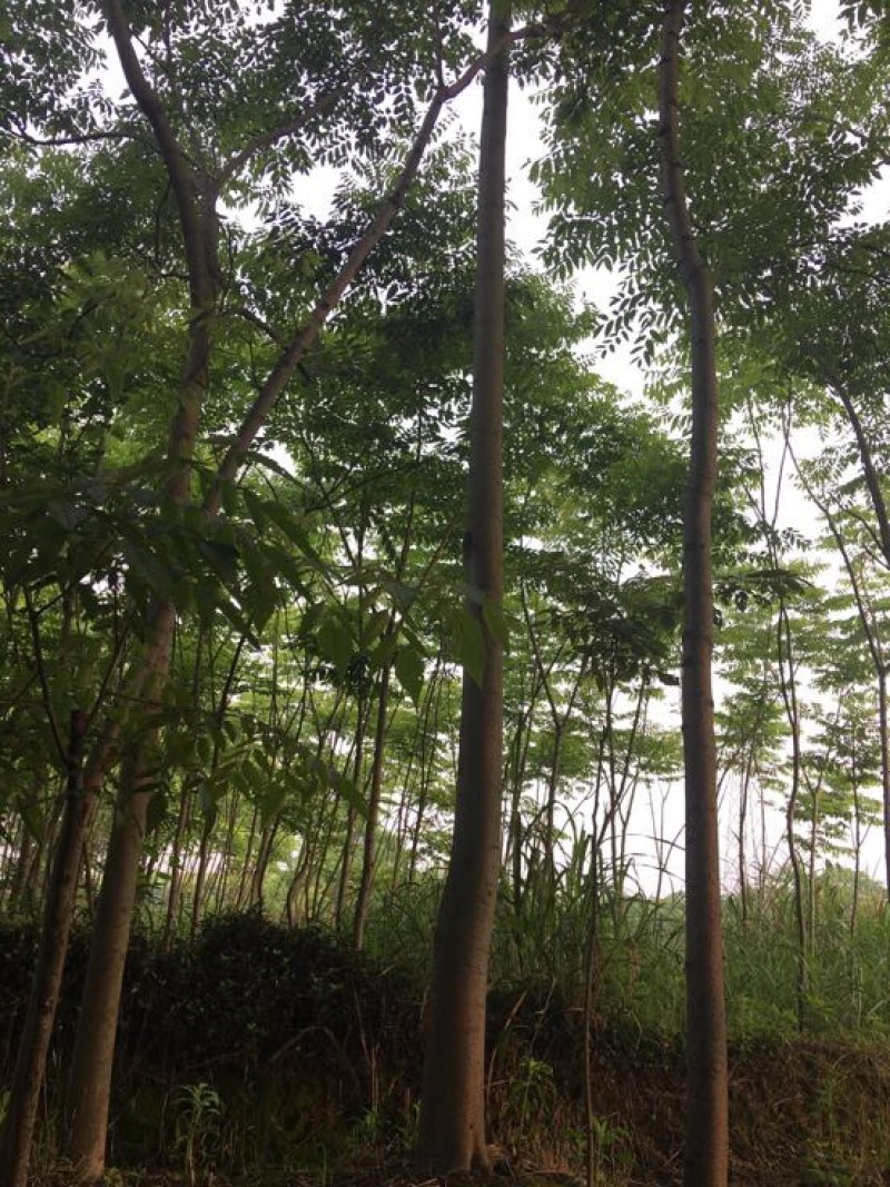 栾树