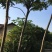 栾树