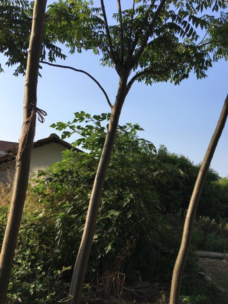 栾树