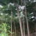 栾树