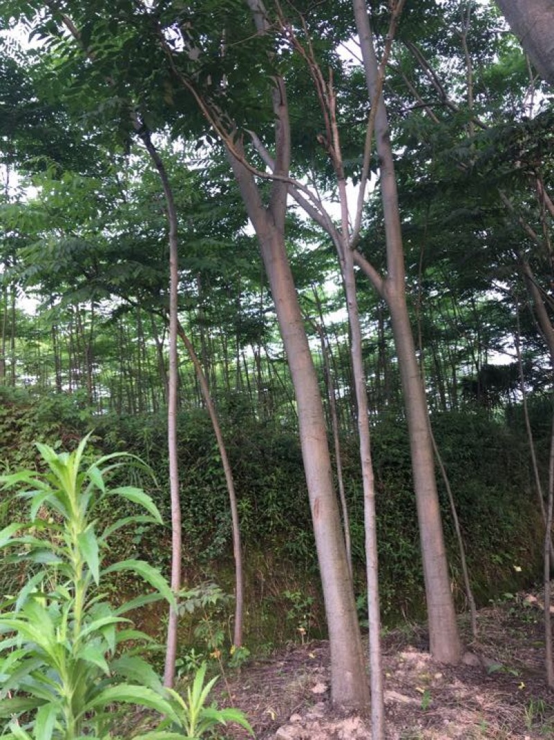 栾树