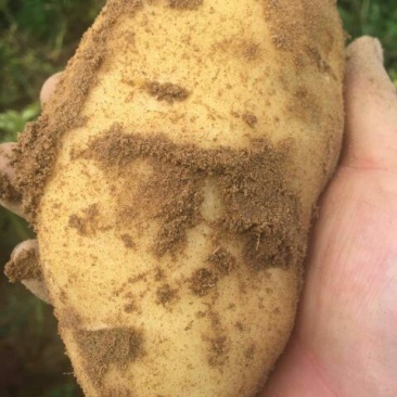 希森三号精品土豆三两起步大量开始出库，价格优惠