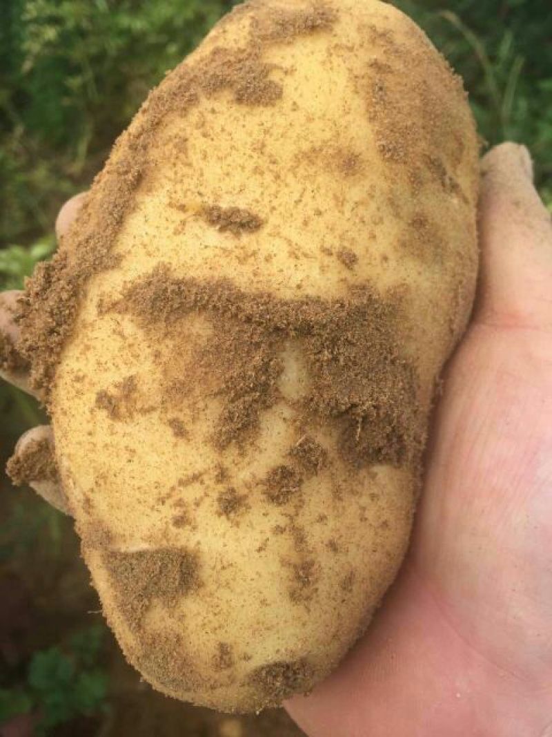 希森三号精品土豆三两起步大量开始出库，价格优惠