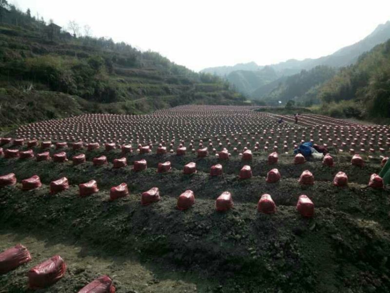 粉葛种苗