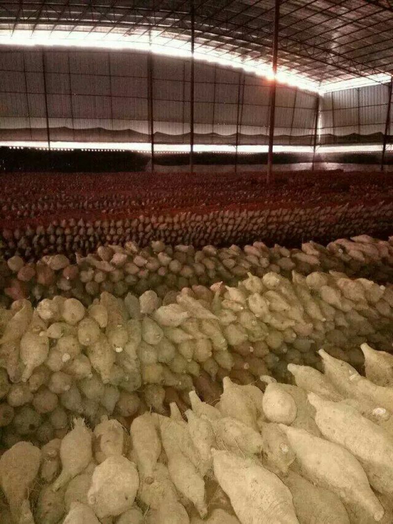 粉葛种苗