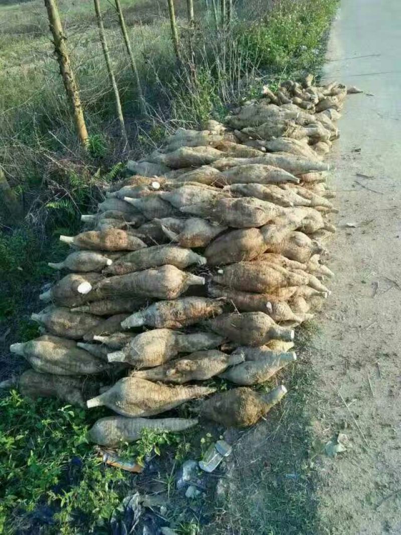 粉葛种苗