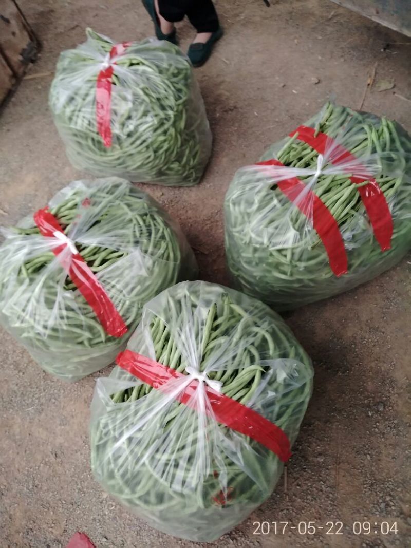 豆角20厘米以上