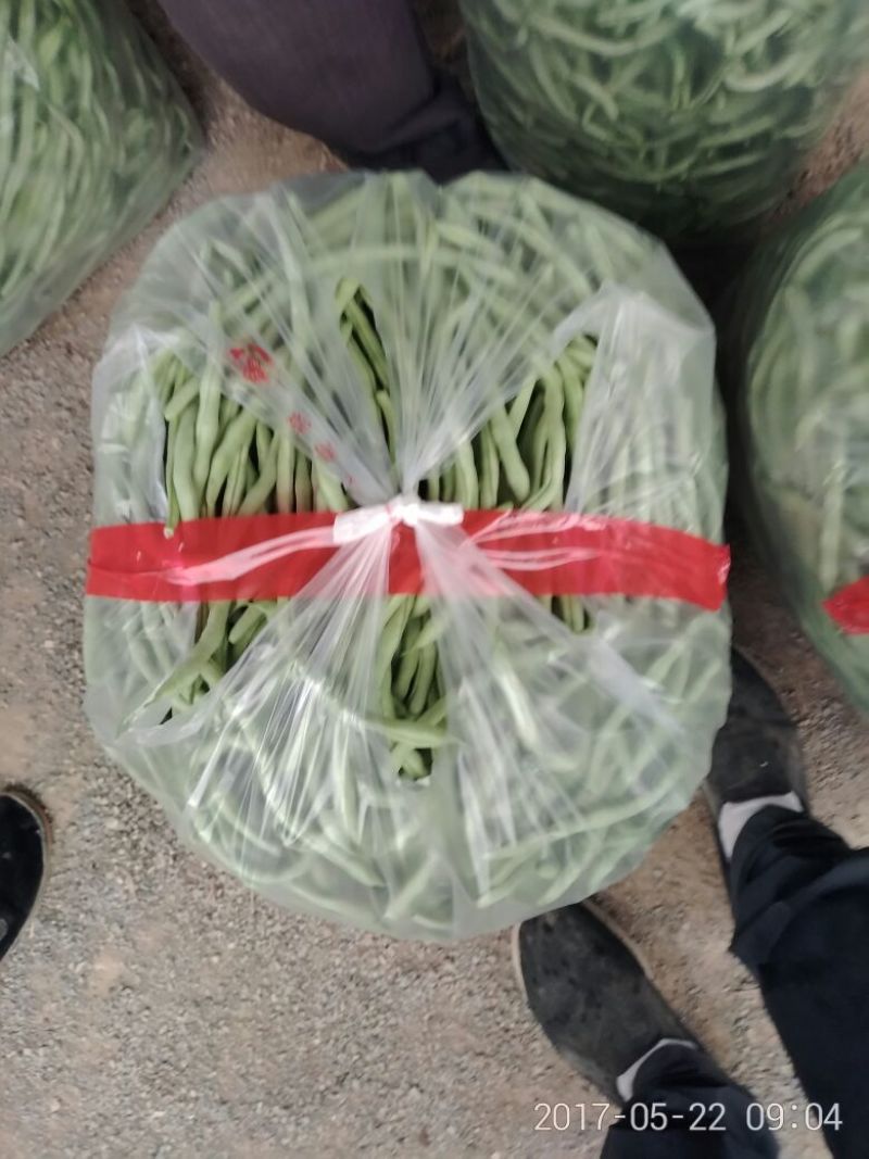 豆角20厘米以上