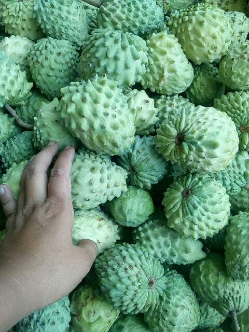 台湾释迦特级350~450g