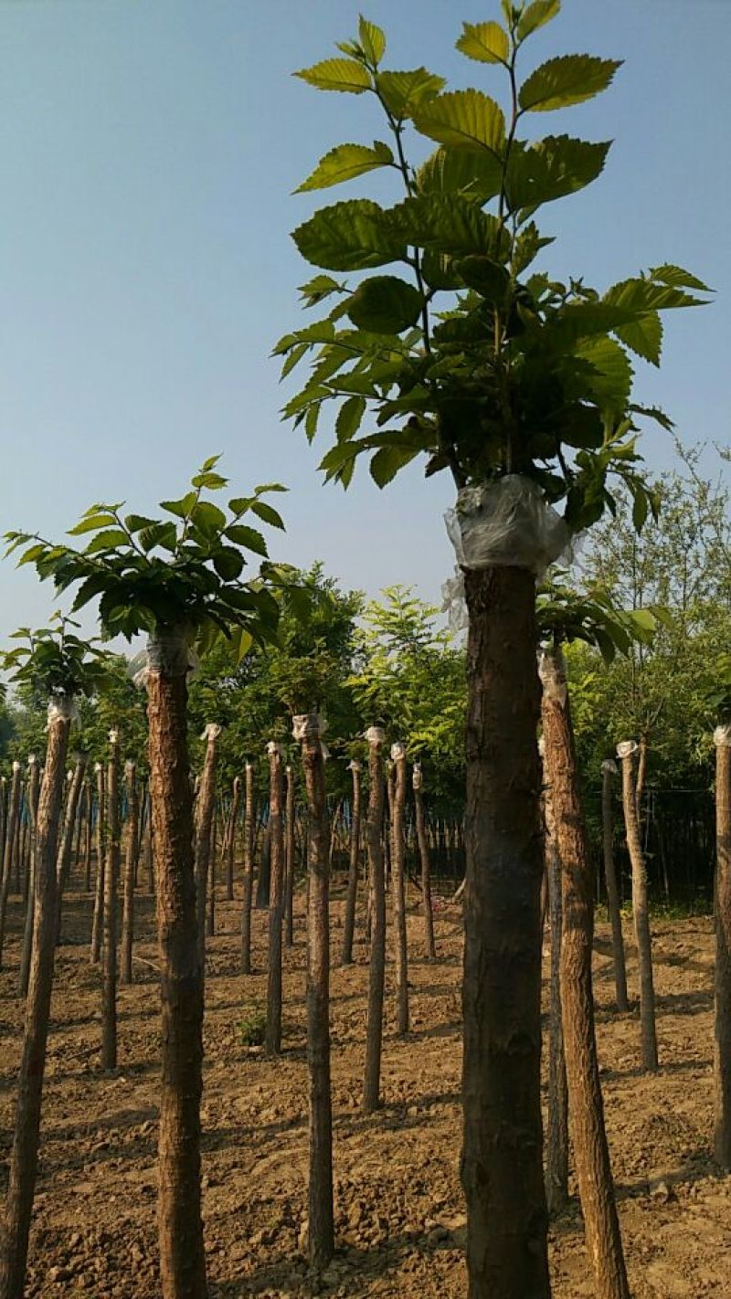 榆树8~10cm8~10cm2.5~3m