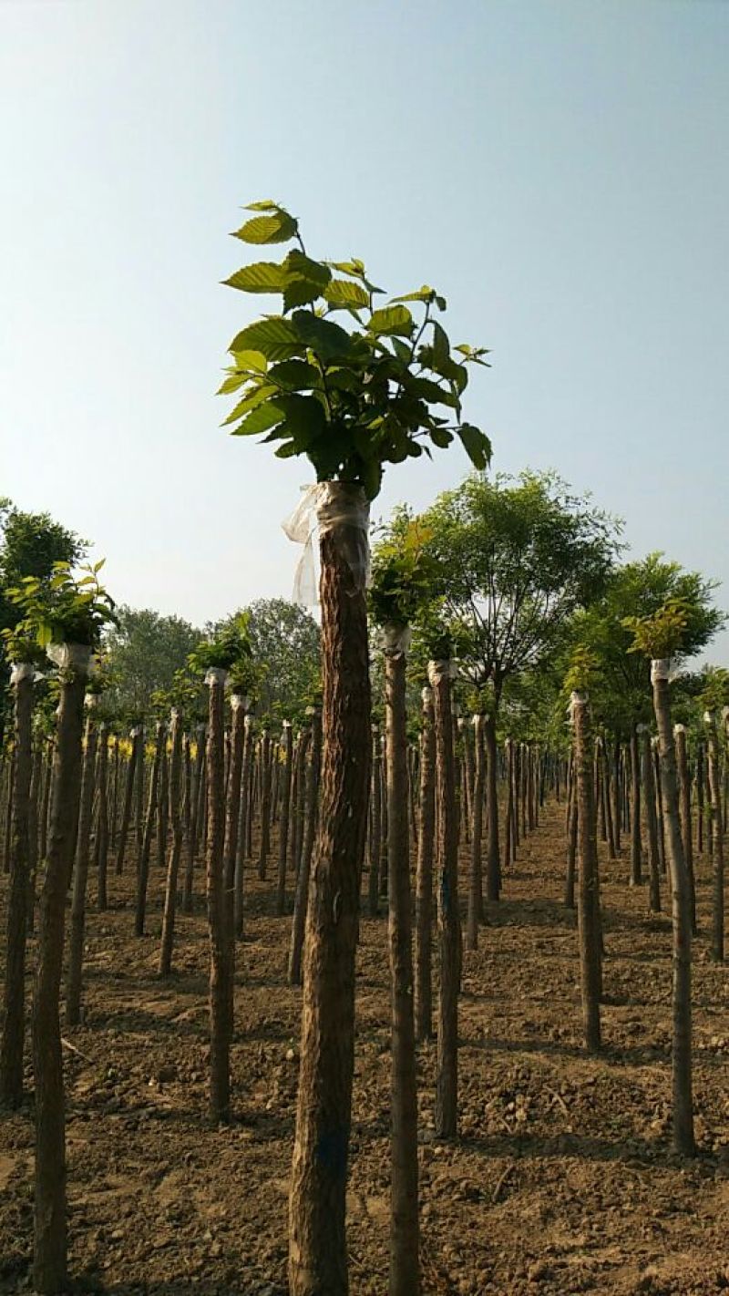 榆树8~10cm8~10cm2.5~3m