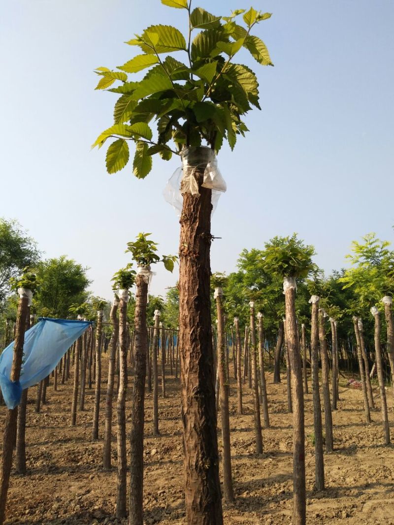 榆树8~10cm8~10cm2.5~3m