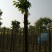榆树8~10cm8~10cm2.5~3m