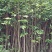 沉香树白木沉香苗带土包邮