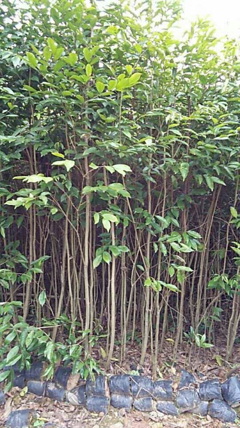 沉香树白木沉香苗带土包邮