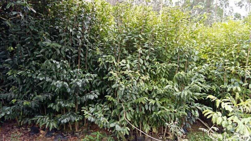 沉香树白木沉香苗带土包邮