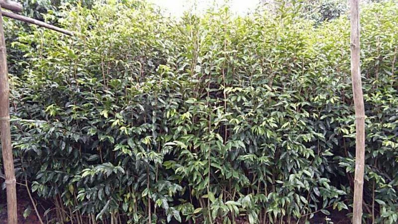 沉香树白木沉香苗带土包邮