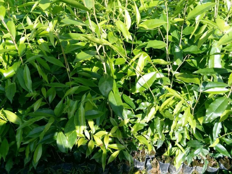 沉香树白木沉香苗带土包邮