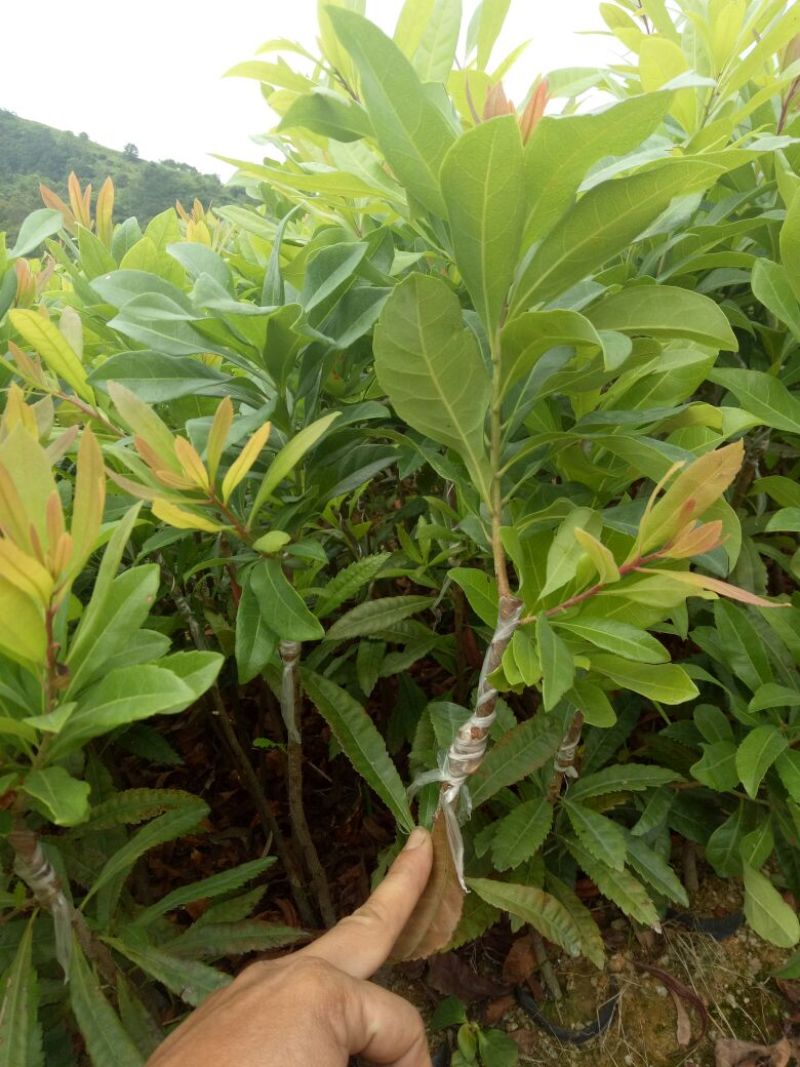杨梅苗30~50cm