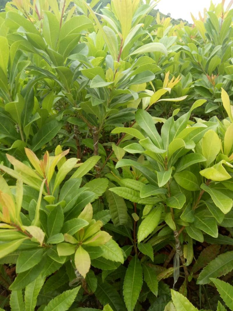 杨梅苗30~50cm