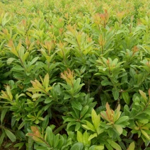 杨梅苗30~50cm