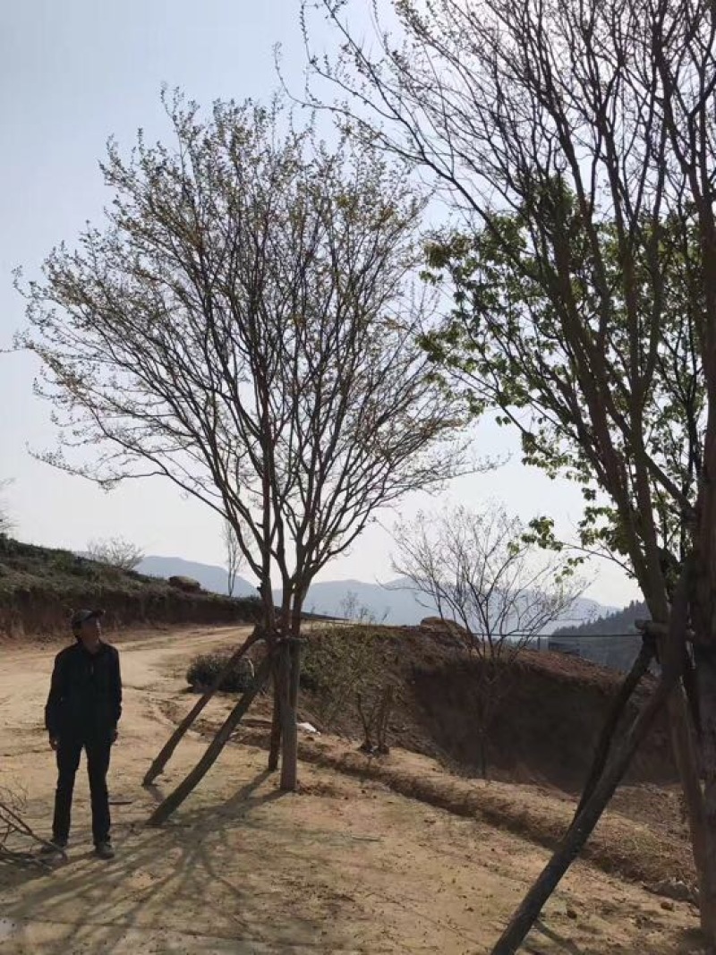 紫薇树