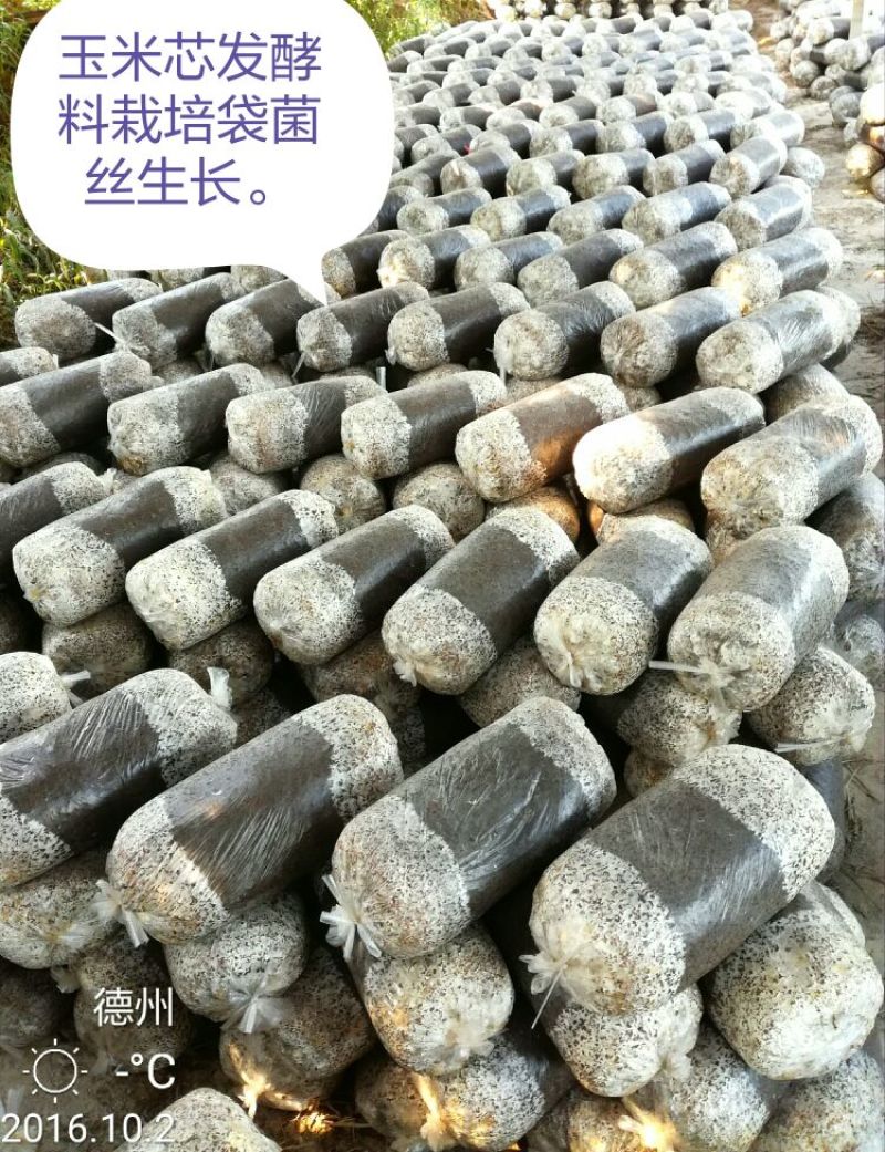 平菇菌种，**纯玉米芯生料栽培技术一斤鲜平菇成本六毛