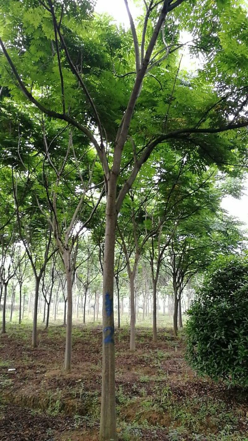 栾树16~18cm12~14cm4米以上
