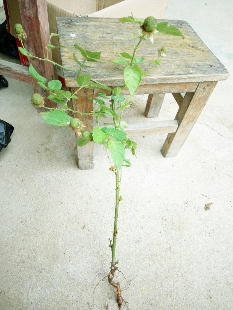 树莓苗10~30cm庭院阳台盆栽地栽树苗