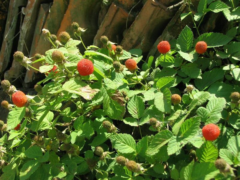 树莓苗10~30cm庭院阳台盆栽地栽树苗