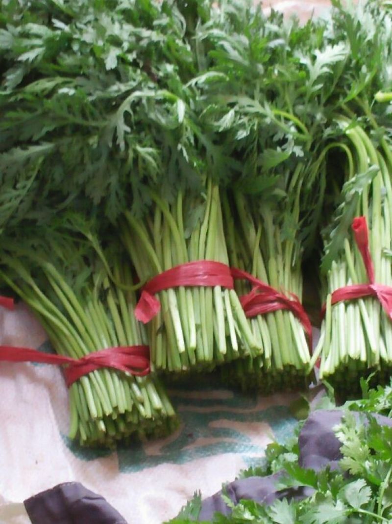 小叶茼蒿25~30cm