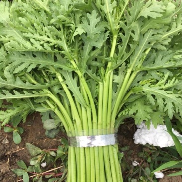 蒿子杆