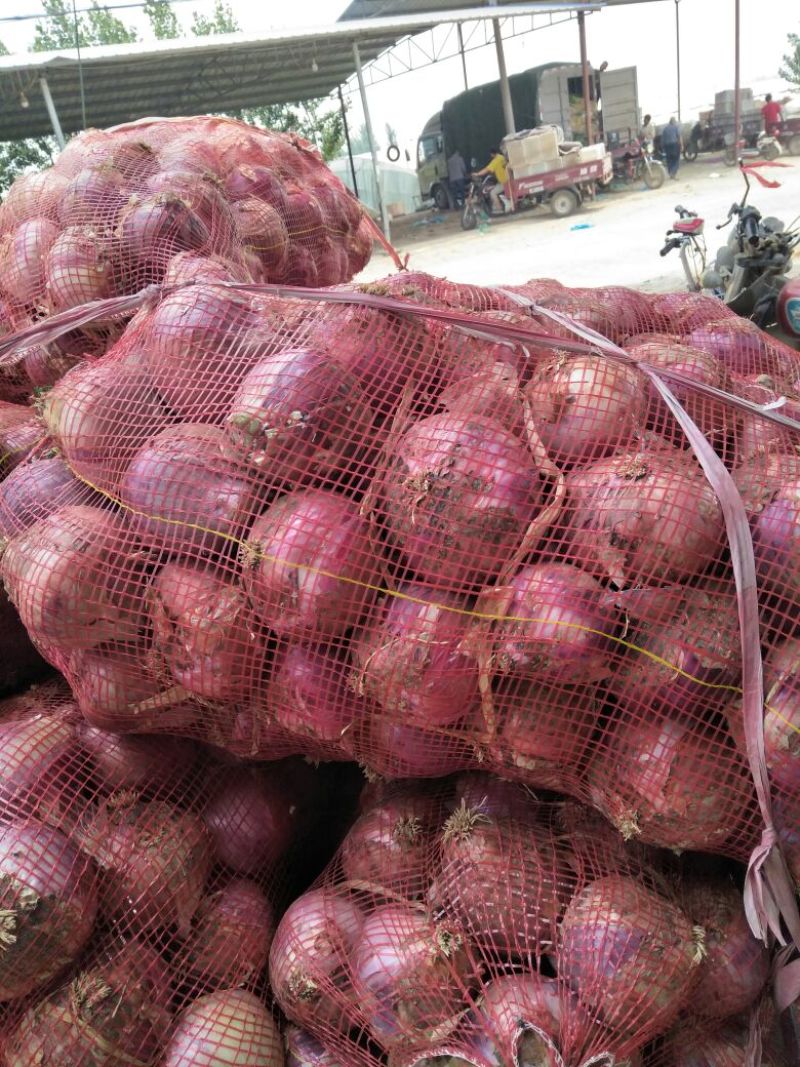 安阳内黄县红皮洋葱量大从优产地直发货源充足