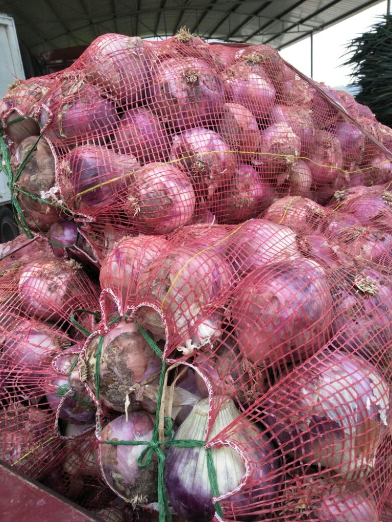安阳内黄县红皮洋葱量大从优产地直发货源充足