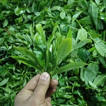 古树普洱茶一级